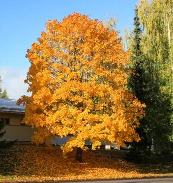 Maple tree autumn Stock Photos