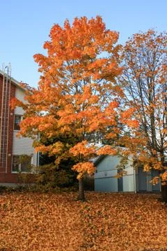 Maple tree autumn Stock Photos
