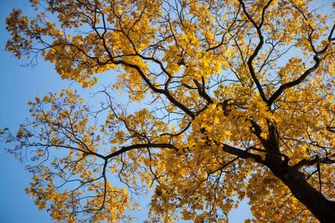 Maple tree in the autumn Stock Photos