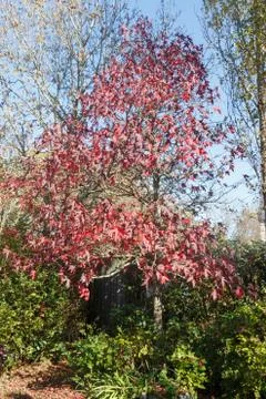Maple tree in autumn Stock Photos