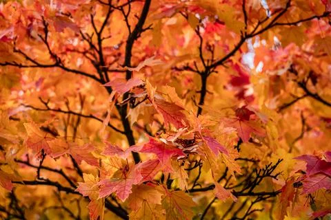 Maple tree in autumn. Stock Photos