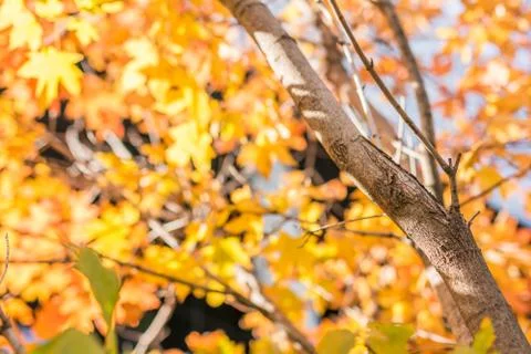 Maple tree in autumn time Stock Photos