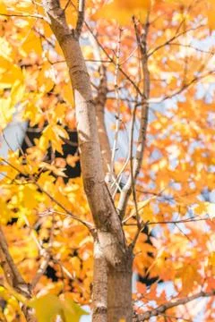 Maple tree in autumn time Stock Photos