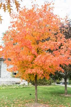 Maple tree in autumn time Stock Photos