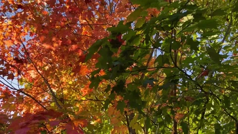 Maple tree in autumn with yellow, red and green maple leaves Stock Footage 140623704