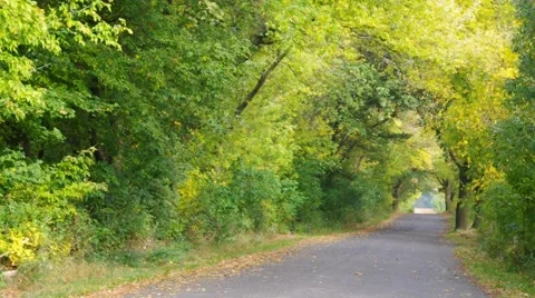 Maple tree avenue in autumn Stock Footage 49248021