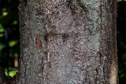 Maple Tree Bark with Lichen and Cracked Texture Stock Photos