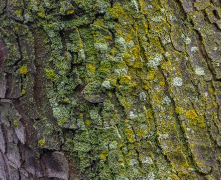 Maple tree bark with moss close up. Stock Photos