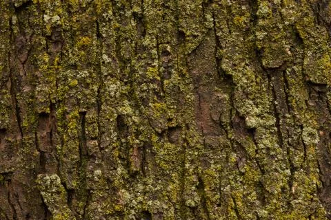 Maple tree bark with moss close up. Stock Photos