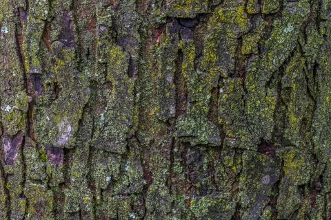 Maple tree bark with moss close up. Stock Photos