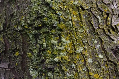 Maple tree bark with moss close up. Stock Photos