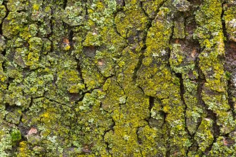 Maple tree bark with moss close up. Stock Photos