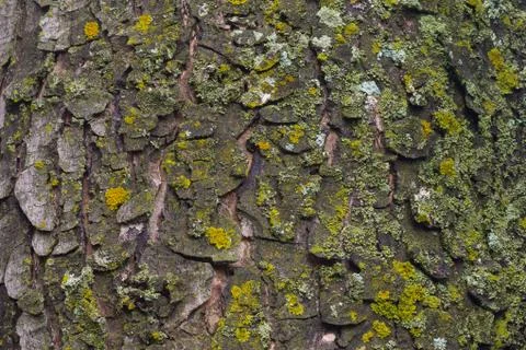 Maple tree bark with moss close up. Stock Photos
