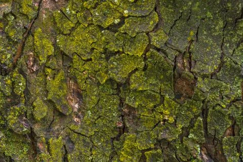 Maple tree bark with moss close up. Stock Photos