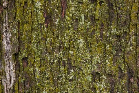 Maple tree bark with moss close up. Stock Photos
