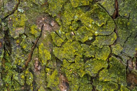 Maple tree bark with moss close up. Stock Photos