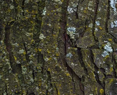 Maple tree bark with moss close up. Stock Photos