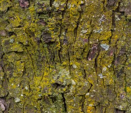 Maple tree bark with moss close up. Stock Photos