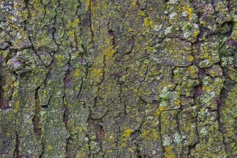 Maple tree bark with moss close up. Stock Photos