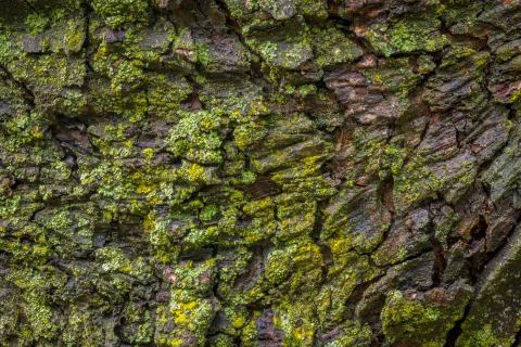Maple tree bark with moss close up. Stock Photos