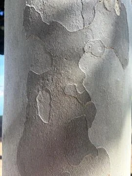 Maple Tree Bark Stock Photos