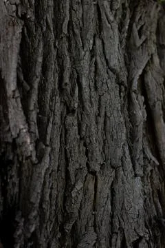 Maple tree bark texture closeup Stock Photos