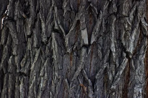 Maple tree bark texture closeup Stock Photos