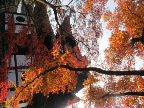 Maple tree with beautiful branch in temple 写真素材