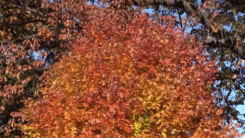 Maple tree with beautiful fall colors moving in a slight breeze Stockbeeldmateriaal 99037287