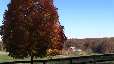 Maple tree with beautiful fall colors moving in a slight breeze Stockbeeldmateriaal 99037319