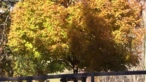 Maple tree with beautiful fall colors moving in a slight breeze Stockbeeldmateriaal 99037320