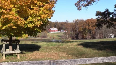 Maple tree with beautiful fall colors moving in a slight breeze Stockbeeldmateriaal 99037367