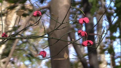 Maple tree with beautiful fall colors moving in a slight breeze Stockbeeldmateriaal 99037395