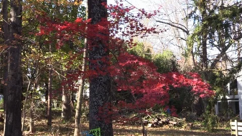 Maple tree with beautiful fall colors moving in a slight breeze Stockbeeldmateriaal 99103807
