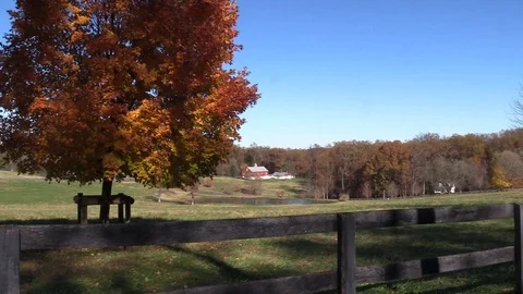 Maple tree with beautiful fall colors moving in a slight breeze Stockbeeldmateriaal 99103827