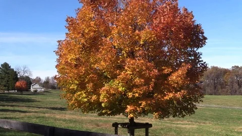 Maple tree with beautiful fall colors moving in a slight breeze Stockbeeldmateriaal 99103844