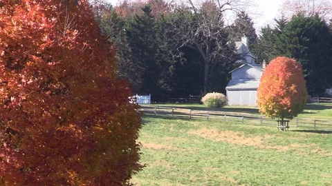 Maple tree with beautiful fall colors moving in a slight breeze Stockbeeldmateriaal 99103845