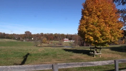 Maple tree with beautiful fall colors moving in a slight breeze Stockbeeldmateriaal 99103868