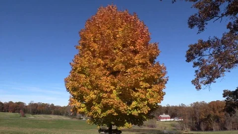  	Maple tree with beautiful fall colors moving in a slight breeze Stockbeeldmateriaal 99122119