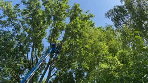 Maple tree being trimmed by an arborist Stock Footage 131255430