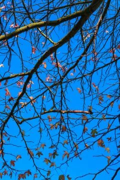 Maple tree with bleu sky in atutumn Stock Photos