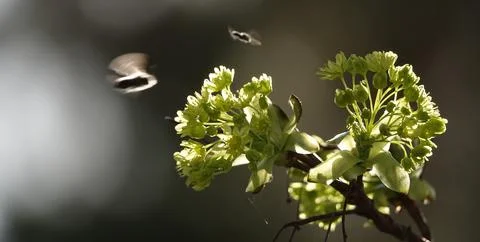 Maple tree blossoms on a branch, close-up Stock Photos