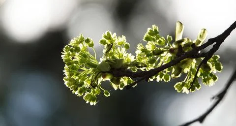 Maple tree blossoms on a branch, close-up Stock Photos