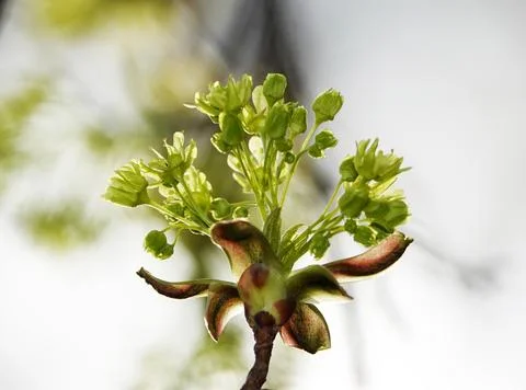 Maple tree blossoms on a branch, close-up Stock Photos