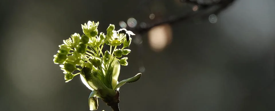 Maple tree blossoms on a branch, close-up Stock Photos