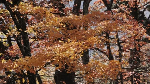 Maple tree blowing in the wind, slow motion Stock Footage 107474878