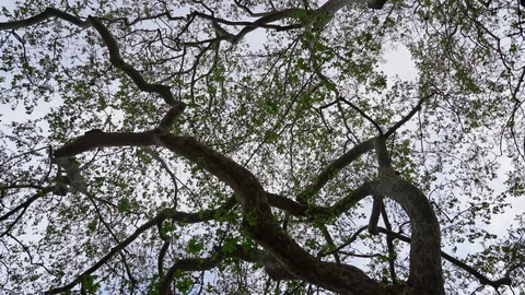 Maple tree, from bottom to top, in a twisting motion in a circle. The effect of Stock Footage 128189319