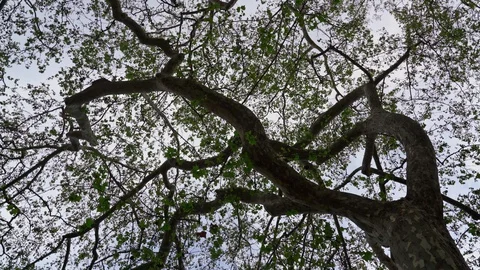Maple tree, from bottom to top, in a twisting motion in a circle. The effect of Stock Footage 128661101