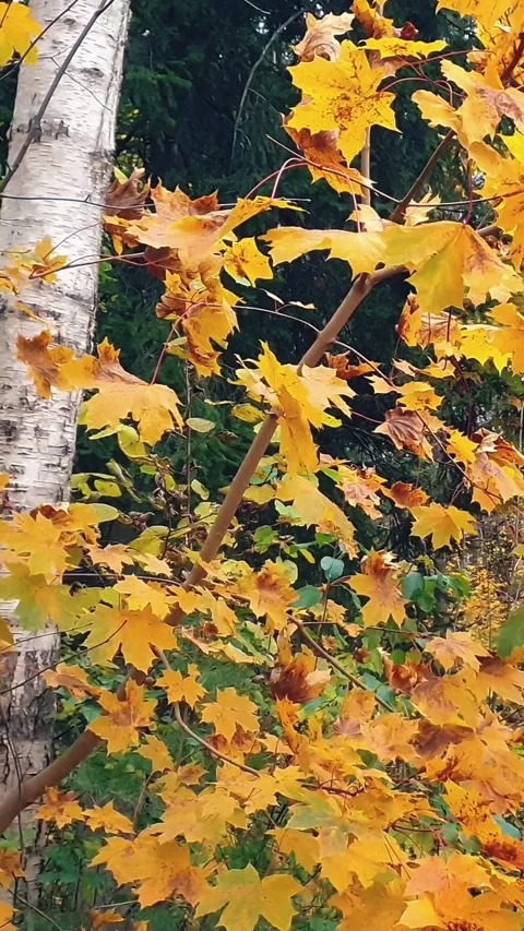 Maple tree branch with autumn leaves sway in wind Stock Footage 345687553