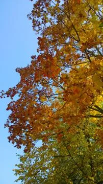 Maple tree branch with bright yellow, red, orange leaves against blue sky. Stock Photos